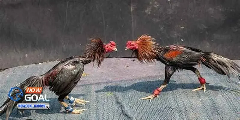 Đá gà trực tuyến